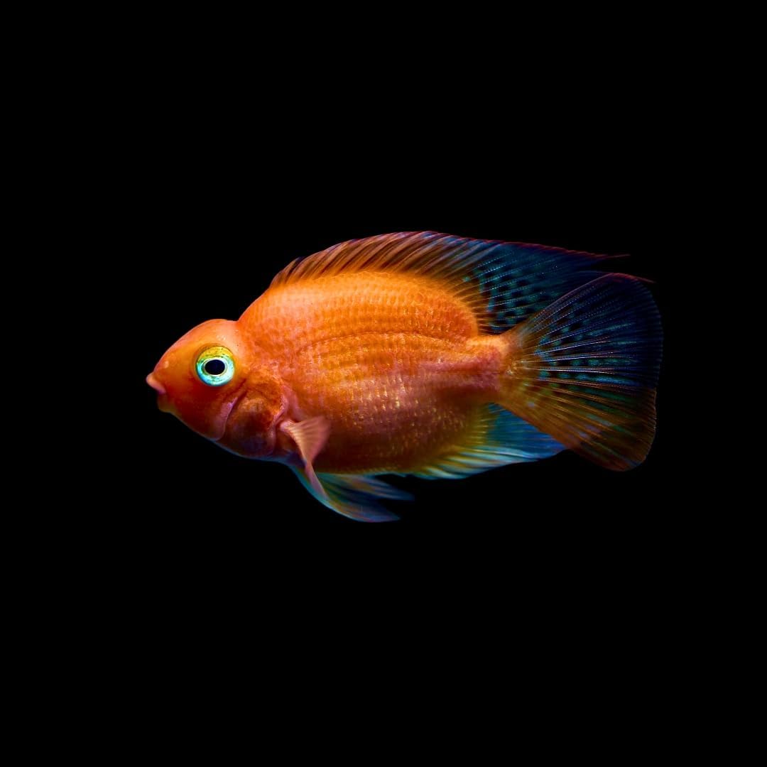 標本コーカサスオオカブト マレーシア産 極太 117.5ミリ 飼育品 <0824z